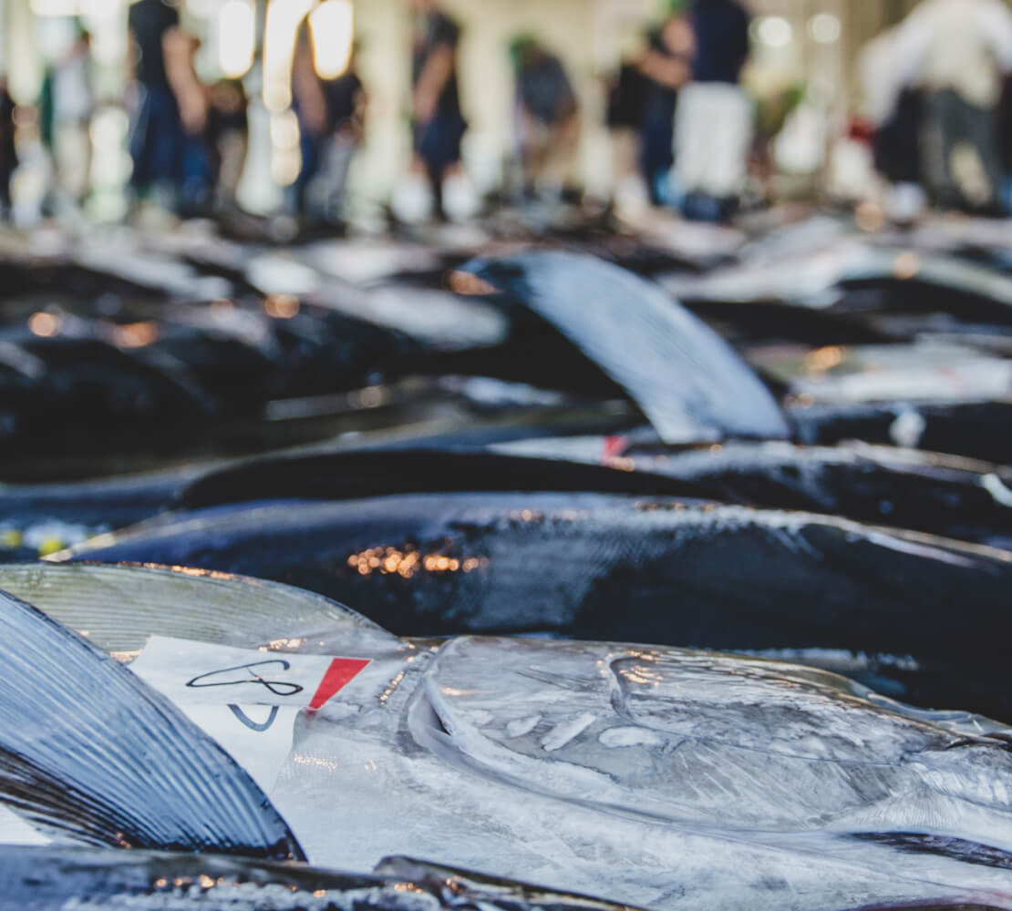 水揚げされたばかりの新鮮なまぐろ